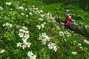 90 Gli anemoni narcissini ci seguono !